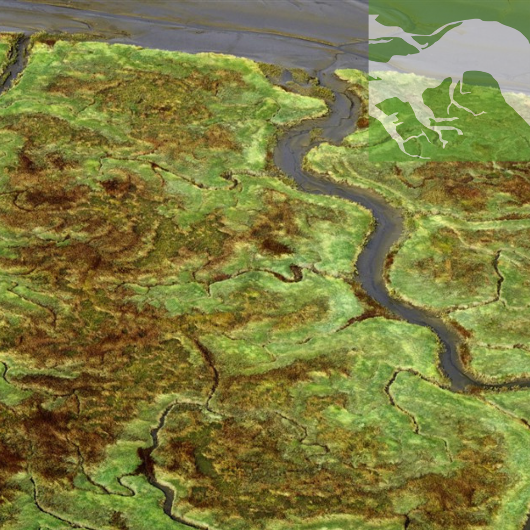 Een luchtfoto van het Land van Saefthinge: een overwegend groen landschap doorsneden door kleine stromen water. Rechts bovenin het icoon wat hoort bij onze erfgoedlijn Schorren, slikken en polders. Dit is een groen icoon met in het wit een vertakte rivier/delta.