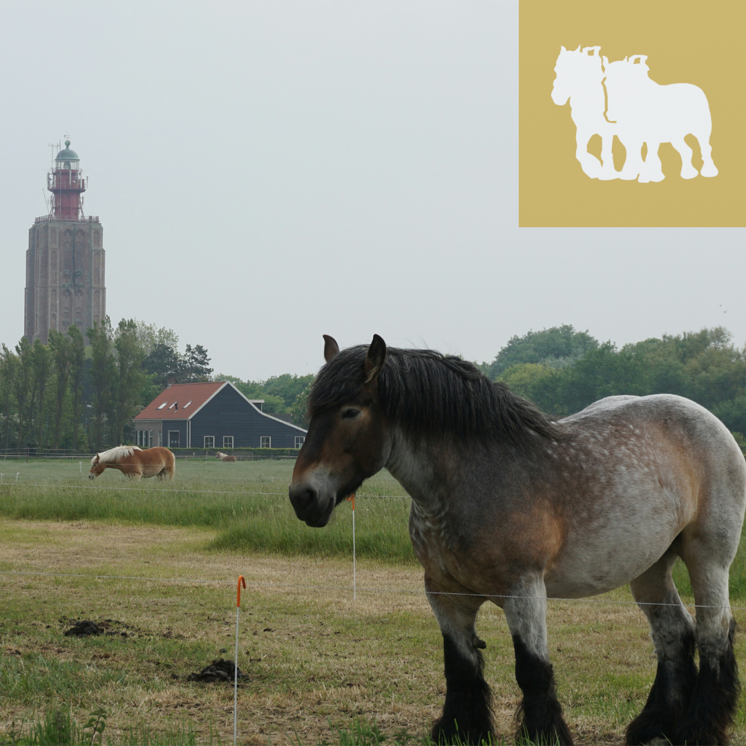Een foto van een trekpaard, met op de achtergrond nog een paard, een zwarte schuur en de vuurtoren van Westkapelle: een stenen kerktoren met in plaats van een torenspits een rood lichthuis met een groene koepel.