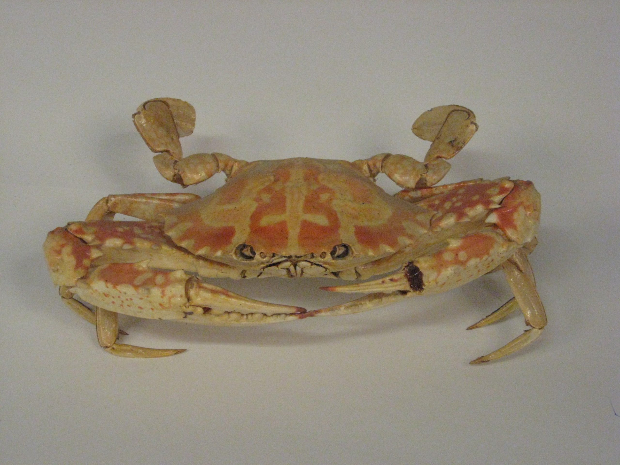 Krab op een grijze achtergrond. De krab is grotendeels geelachtig, met een oranjekleurig patroon.