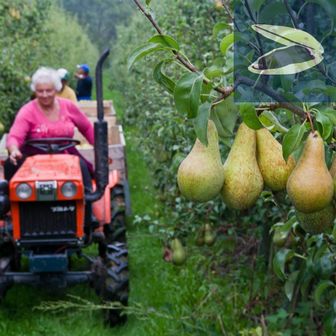 Een foto van een fruitgaard. Op de achtergrond, ietwat wazig, een oudere mevrouw op een rode tractor. Op de voorgrond een tros peren. Rechts bovenin het icoon voor onze erfgoedlijn Zilt en zoet. Dit icoon is blauw en toont in het wit een openstaande mossel.