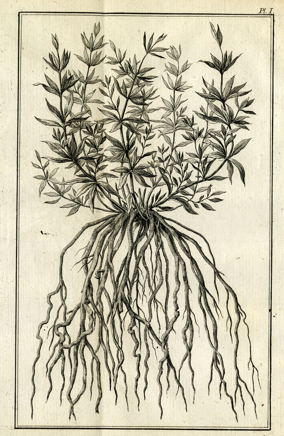 Een zwart-wit afbeelding van een meekrapplant (Rubia tinctorum) met lange, slanke stengels, lancetvormige bladeren in kransen en kleine, bloemen. De plant is bekend om zijn wortels, die rode kleurstof bevatten.